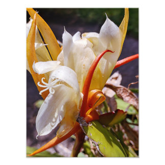 POLYNISIAN DRAGON CACTUS NIGHBLOOM FOTODRUCK