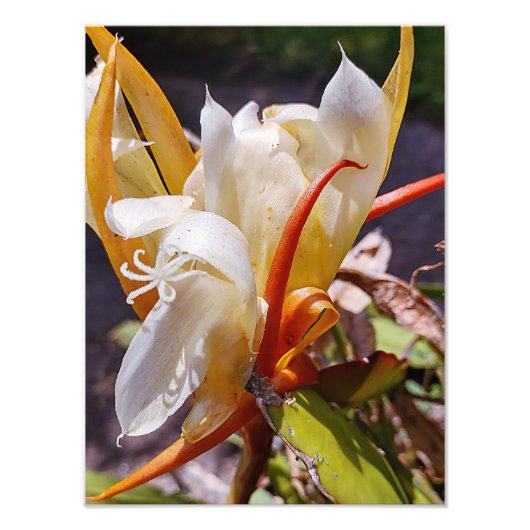 POLYNISIAN DRAGON CACTUS NIGHBLOOM FOTODRUCK (Vorne)