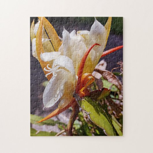 POLYNISIAN DRAGON CACTUS NIGHBLOOM PUZZLE (Vertikal)