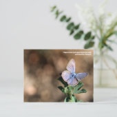 Polyommatus-Schmetterling in Maremma, Italien Post Postkarte (Stehend Vorderseite)