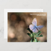 Polyommatus-Schmetterling in Maremma, Italien Post Postkarte (Vorne/Hinten)