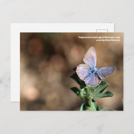 Polyommatus-Schmetterling in Maremma, Italien Post Postkarte (Vorne/Hinten)