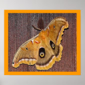 Polyphemus Moth Poster (Vorne)