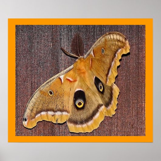 Polyphemus Moth Poster (Vorne)