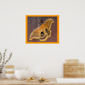 Polyphemus Moth Poster (Küche)
