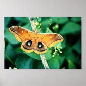 Polyphemus Moth Poster (Vorne)