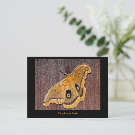 Polyphemus Moth Postkarte (Stehend Vorderseite)