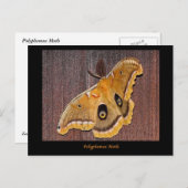 Polyphemus Moth Postkarte (Vorne/Hinten)