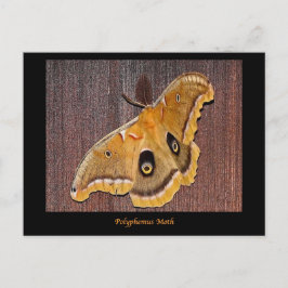 Polyphemus Moth Postkarte