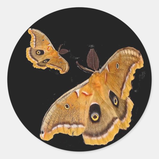 Polyphemus Moth Runder Aufkleber (Vorderseite)