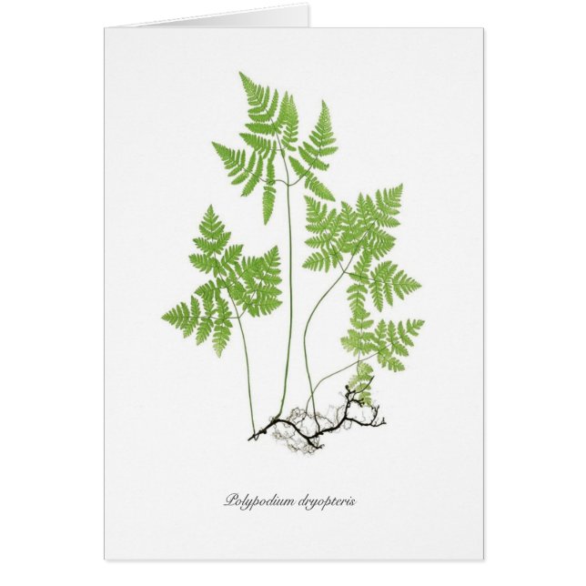 Polypodium Dryopteris (Vorne)