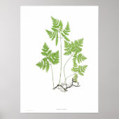 Polypodium dryopteris poster (Vorne)