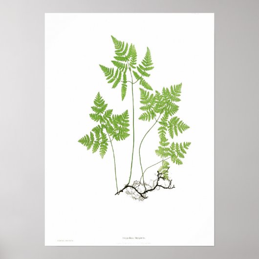 Polypodium dryopteris poster (Vorne)