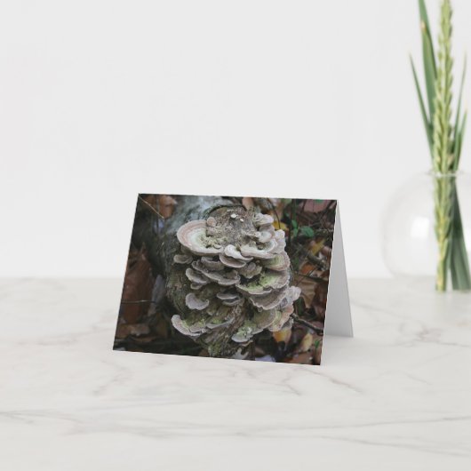 Polypore-Pilzkarte (leer) Dankeskarte (Vorderseite)