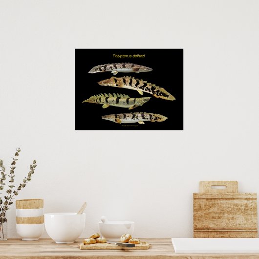 Polypterus delhezi の ポ ス タ poster (Küche)