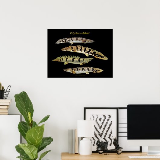 Polypterus delhezi の ポ ス タ poster (Heimbüro)