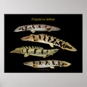 Polypterus delhezi の ポ ス タ poster (Vorne)