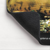 Polypterus Endlicheri Endlicheri 魚 の のス ド幼ウ Mousepad (Ecke)