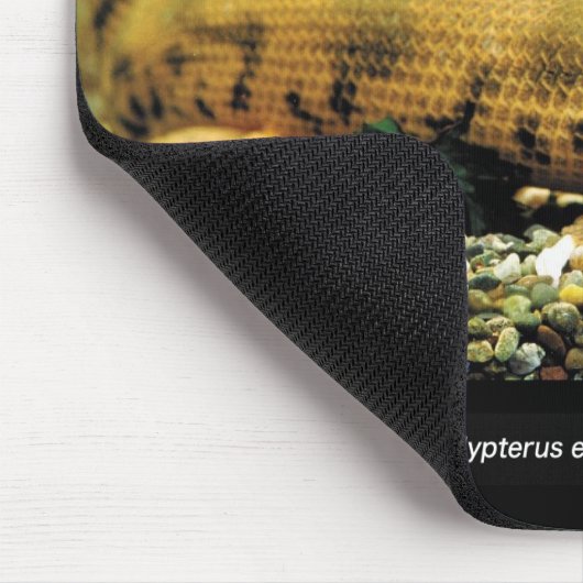 Polypterus Endlicheri Endlicheri 魚 の のス ド幼ウ Mousepad (Ecke)