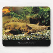Polypterus Endlicheri Endlicheri 魚 の のス ド幼ウ Mousepad (Vorne)