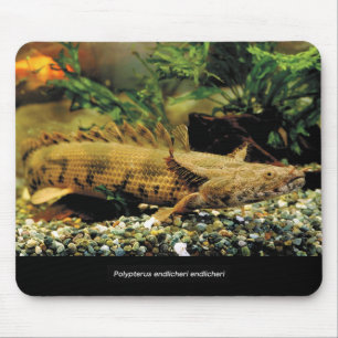 Polypterus Endlicheri Endlicheri 魚 の のス ド幼ウ Mousepad