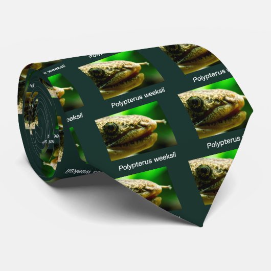 Polypterus weeksii krawatte (Gerollt)