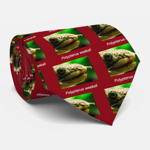 Polypterus wosii krawatte