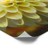 Pom Pom Dahlias Print Poster (Ecke)