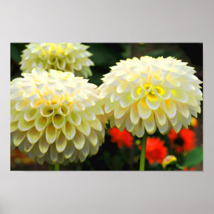 Pom Pom Dahlias Print Poster