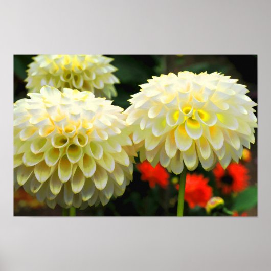 Pom Pom Dahlias Print Poster (Vorne)