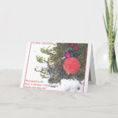 POM und GRÜNTÖNE Weihnachtskarte Feiertagskarte (Rückseite)