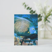 Pomacanthus Fisch Postkarte (Stehend Vorderseite)
