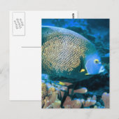 Pomacanthus Fisch Postkarte (Vorne/Hinten)