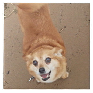 Pomchi Hund! Fliese