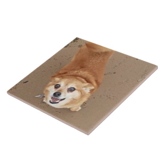 Pomchi Hund! Fliese (Seite)