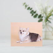 PomChi - Kita Postkarte (Stehend Vorderseite)