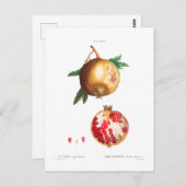 POMEGRANAT BOTANISCHE POSTKARTE (Vorne/Hinten)