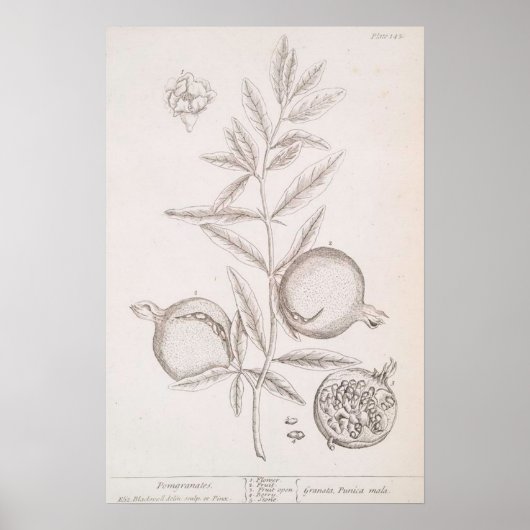 Pomegranat-botanisches zeichnend Plakat (Vorne)