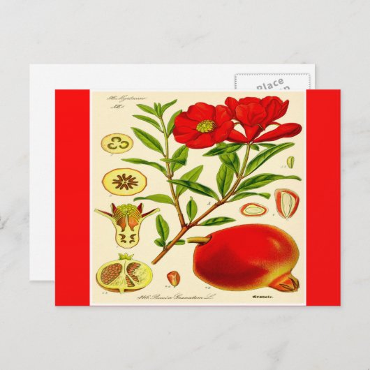 Pomegranat Postkarte (Vorne/Hinten)