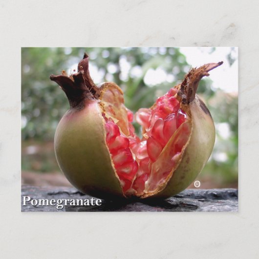 Pomegranat Postkarte (Vorderseite)