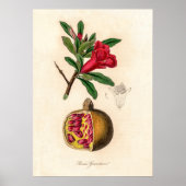 Pomegranat-Vintage Abbildung Poster (Vorne)