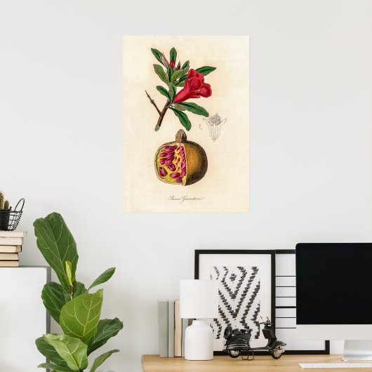 Pomegranat-Vintage Abbildung Poster (Heimbüro)