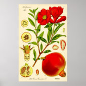 Pomegranate Monat Vintage Illustration Poster (Vorne)