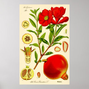 Pomegranate Monat Vintage Illustration Poster