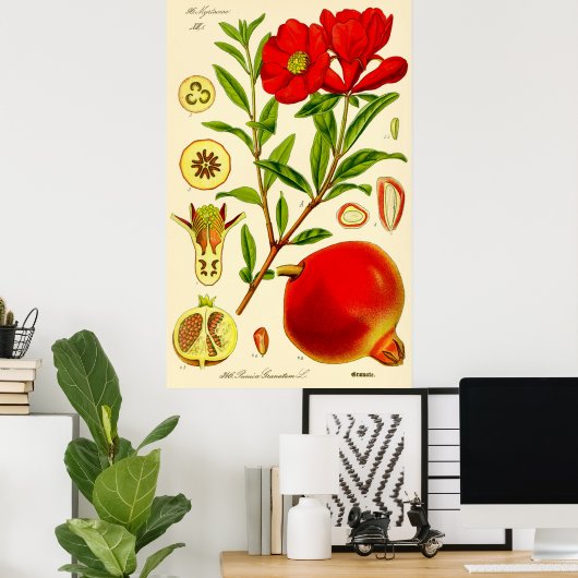 Pomegranate Monat Vintage Illustration Poster (Heimbüro)