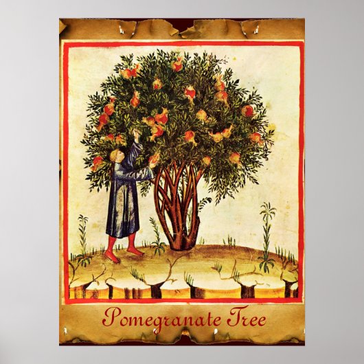 POMEGRANATE TREE ANTIQUE PARCHMENT POSTER (Vorne)