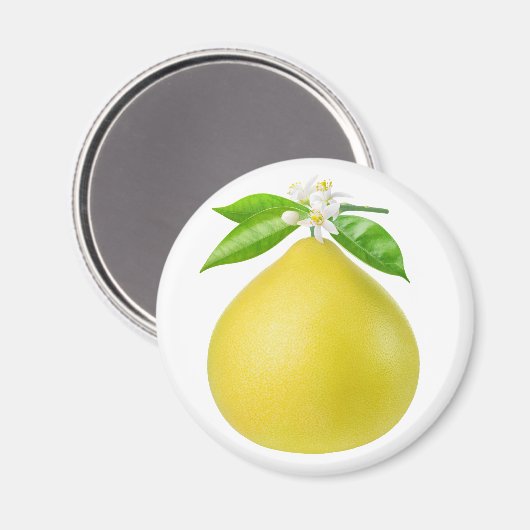 Pomelo auf Zweig Magnet (Vorderseite/Rückseite)