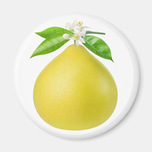 Pomelo auf Zweig Magnet (Vorne)