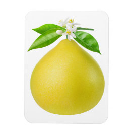 Pomelo auf Zweig Magnet