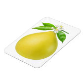 Pomelo auf Zweig Magnet (Linke Seite)